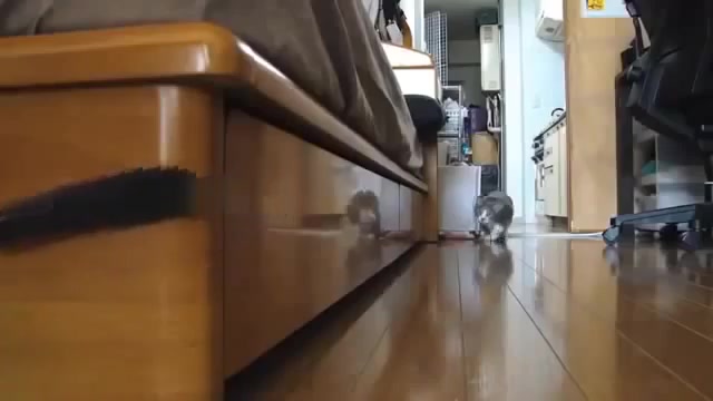 Funny Cat Videos 2014