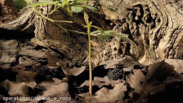 رویش جوانه | فیلم برداری با فا...