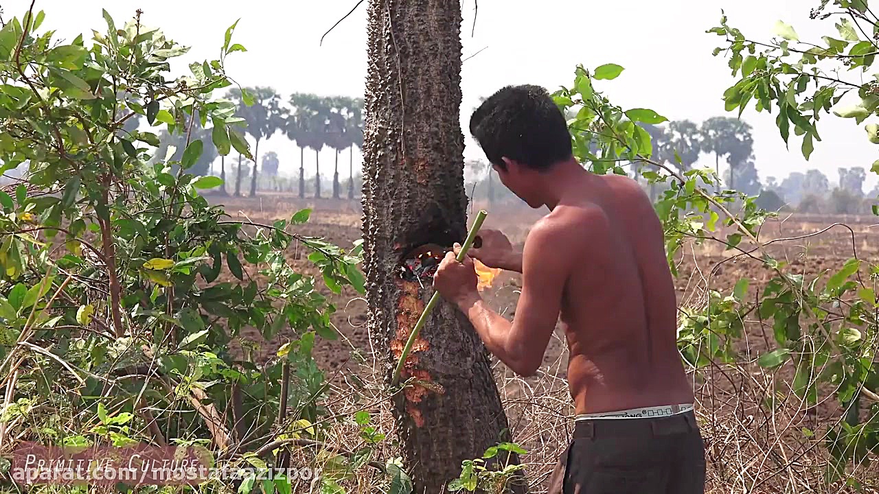 Primitive Culture: Nature Cut...