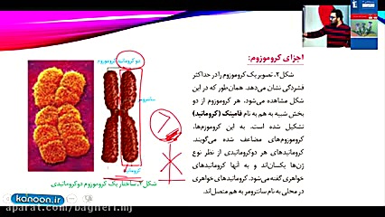 تقسیم یاخته