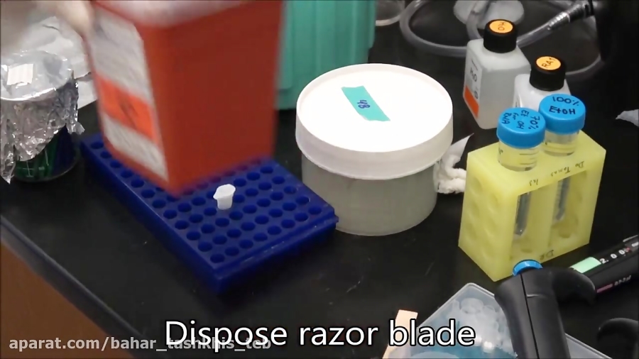 Macherey Nagel Kit extracting RNA from Botryllus schlosseri