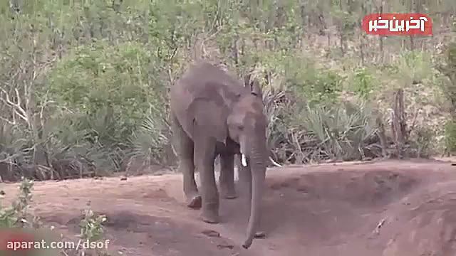 حمله خونین فیل خشمگین به یک گا...