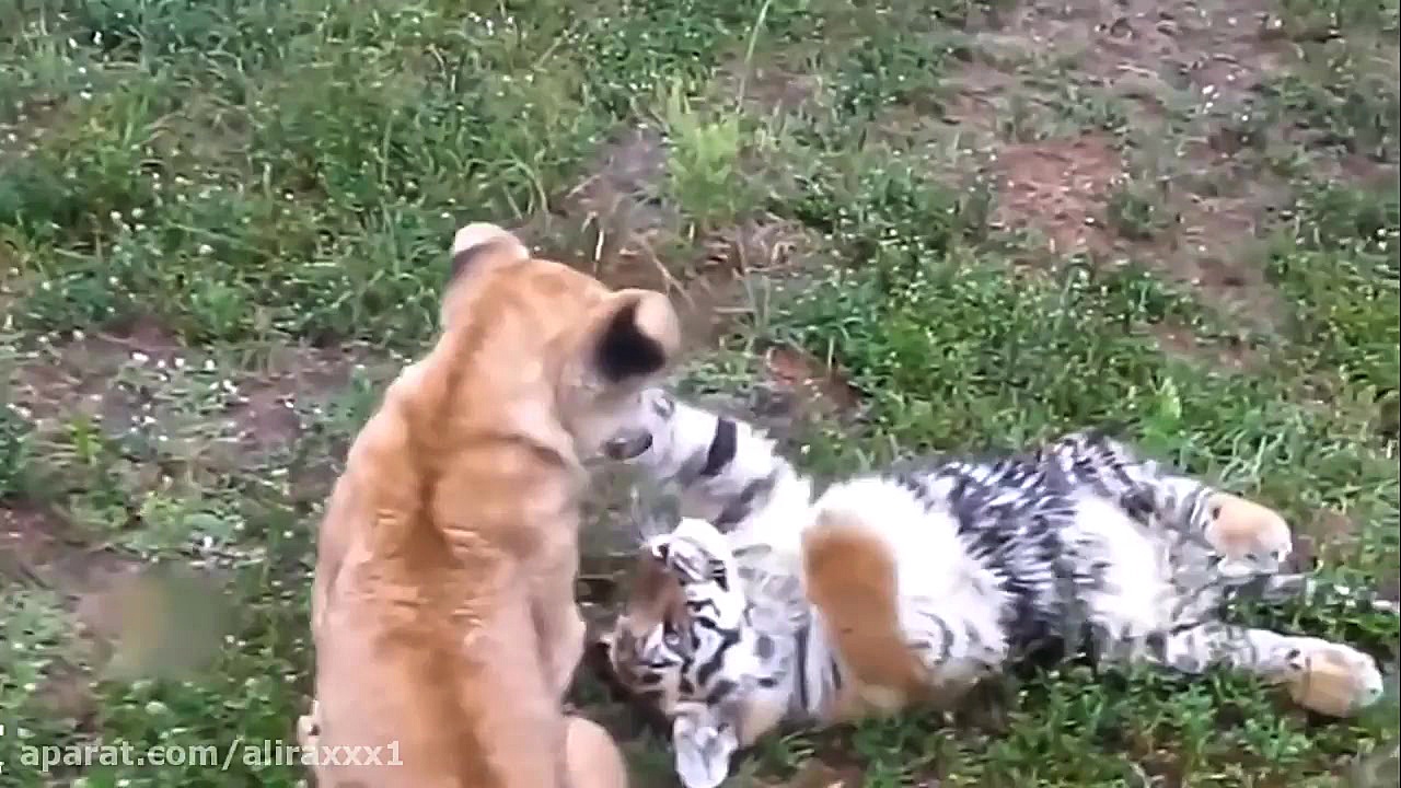 فیلم های واقعی از دوستی های عج...