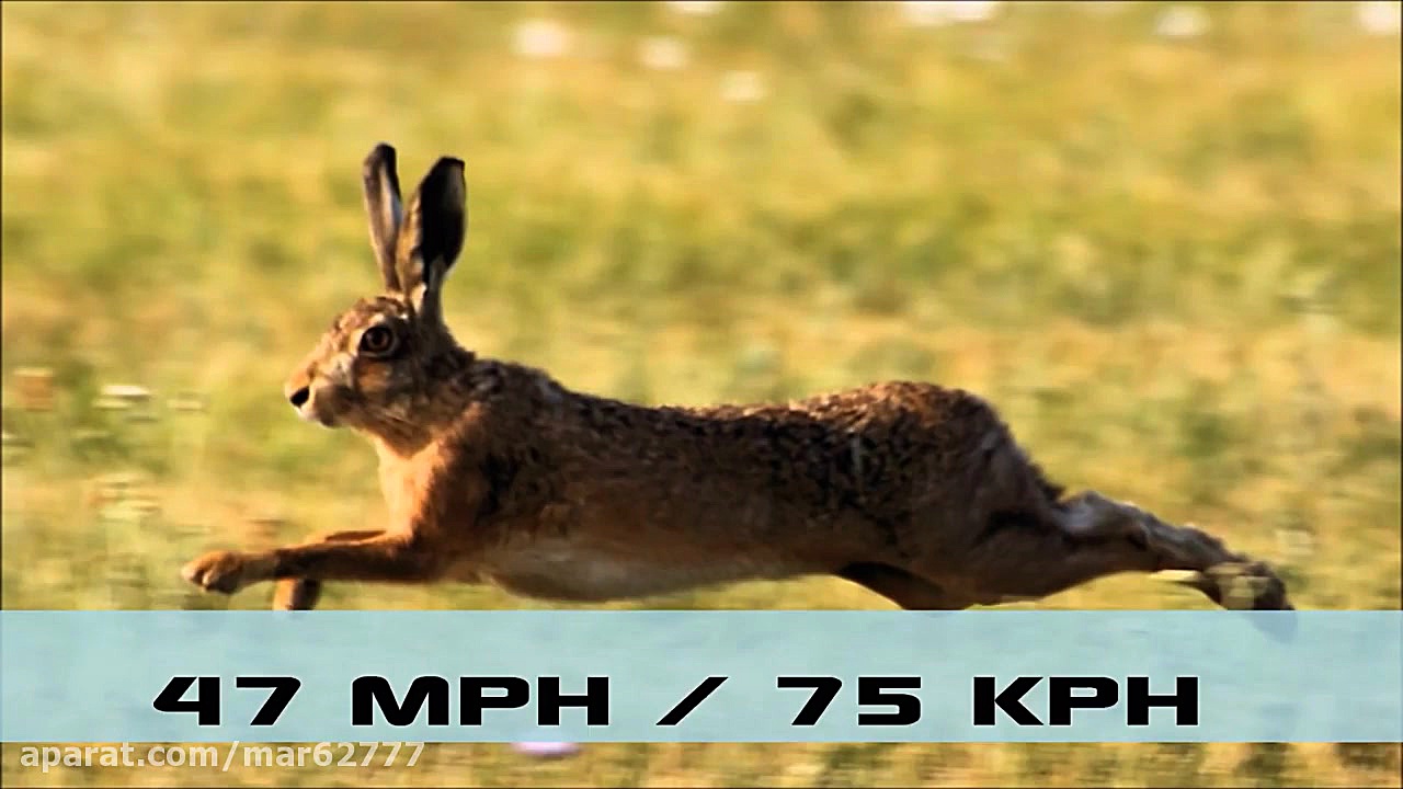 10 سریعترین حیوانات دونده جهان