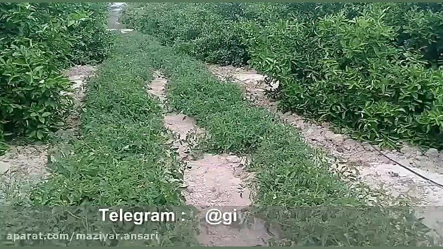 یک اشتباه رایج در باغداری !!!!