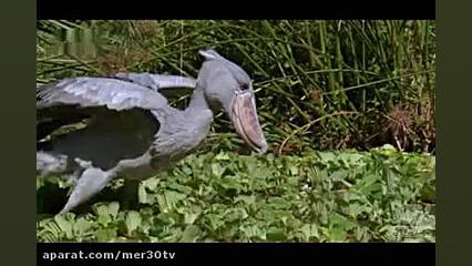 ماهی های عجیبی که شش هم دارند