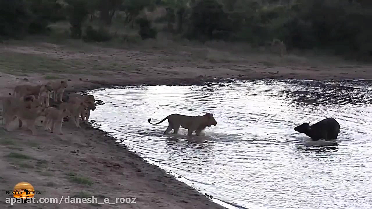 راز بقاء | فرار بزرگ | یک بوفا...