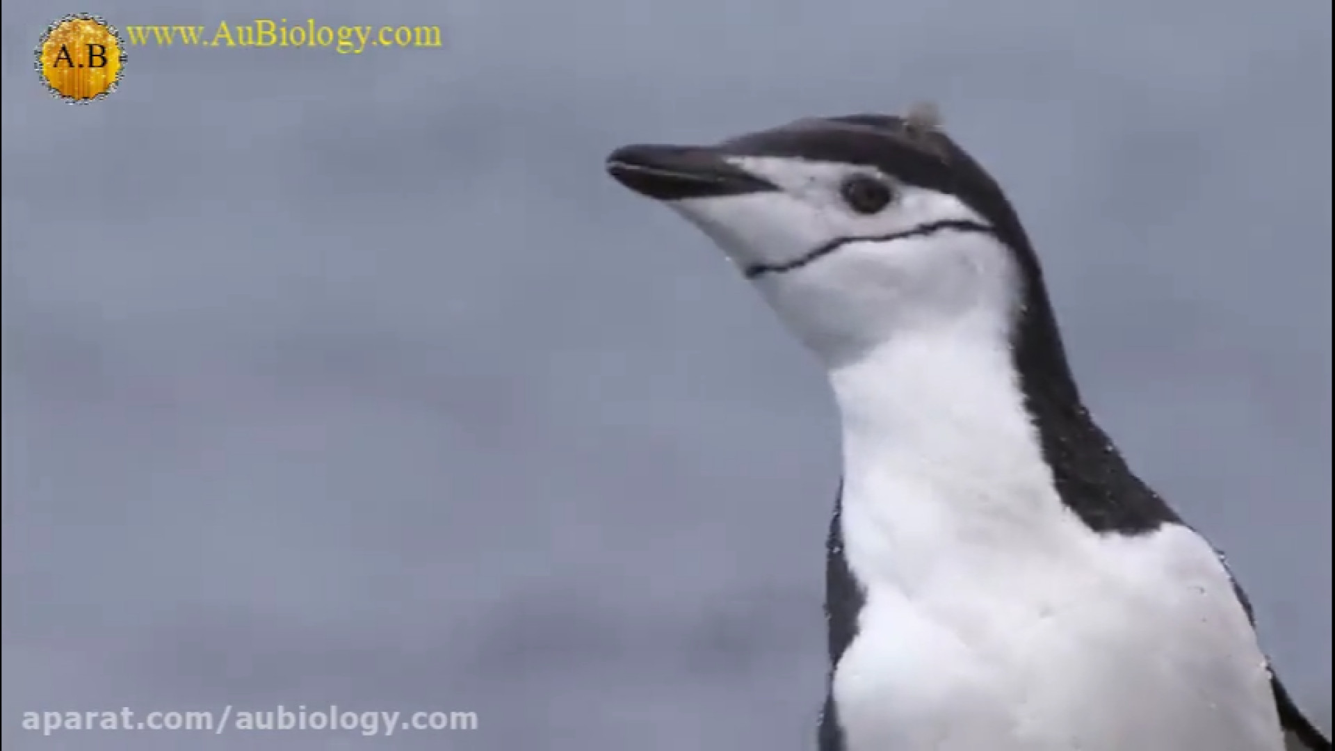 شکار جوجه پنگوئن توسط فوک  فار...