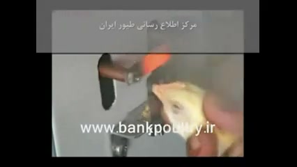 نوک چینی در جوجه ها