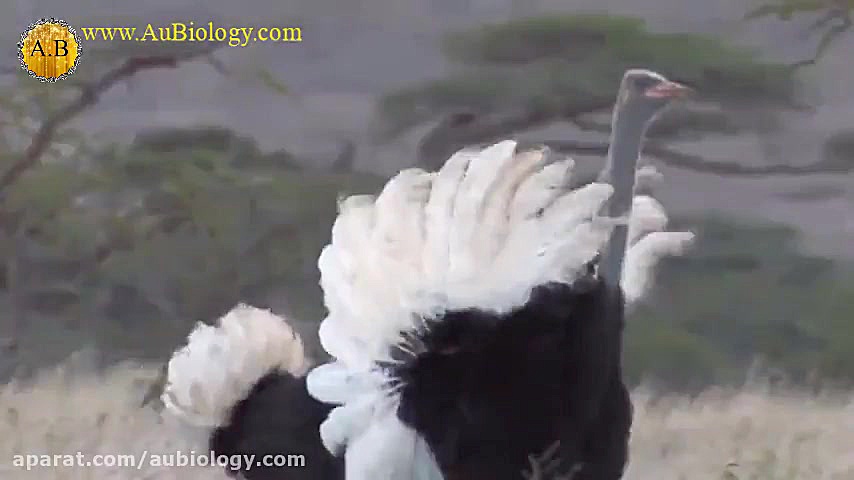 شکار شتر مرغ توسط سه یوزپلنگ