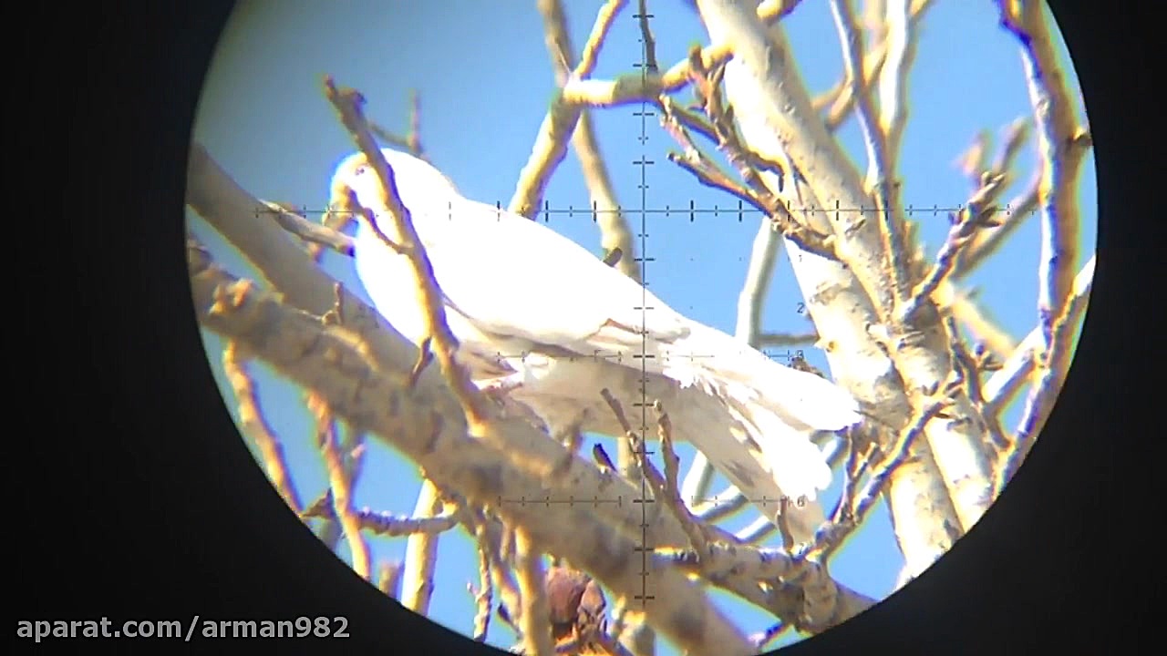 شکار کبوتر بسیار خوش شانس