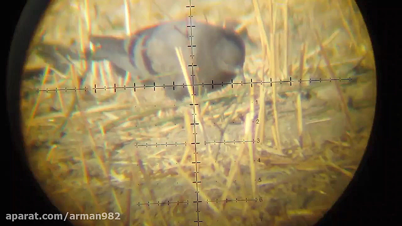 شکار کبوتر در گندمزار