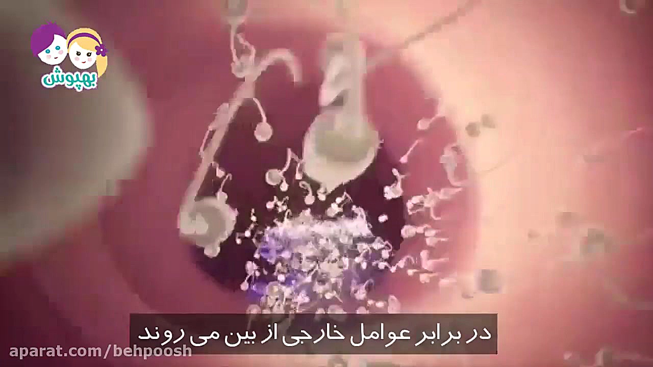 هفته اول بارداری هفته اول حامل...