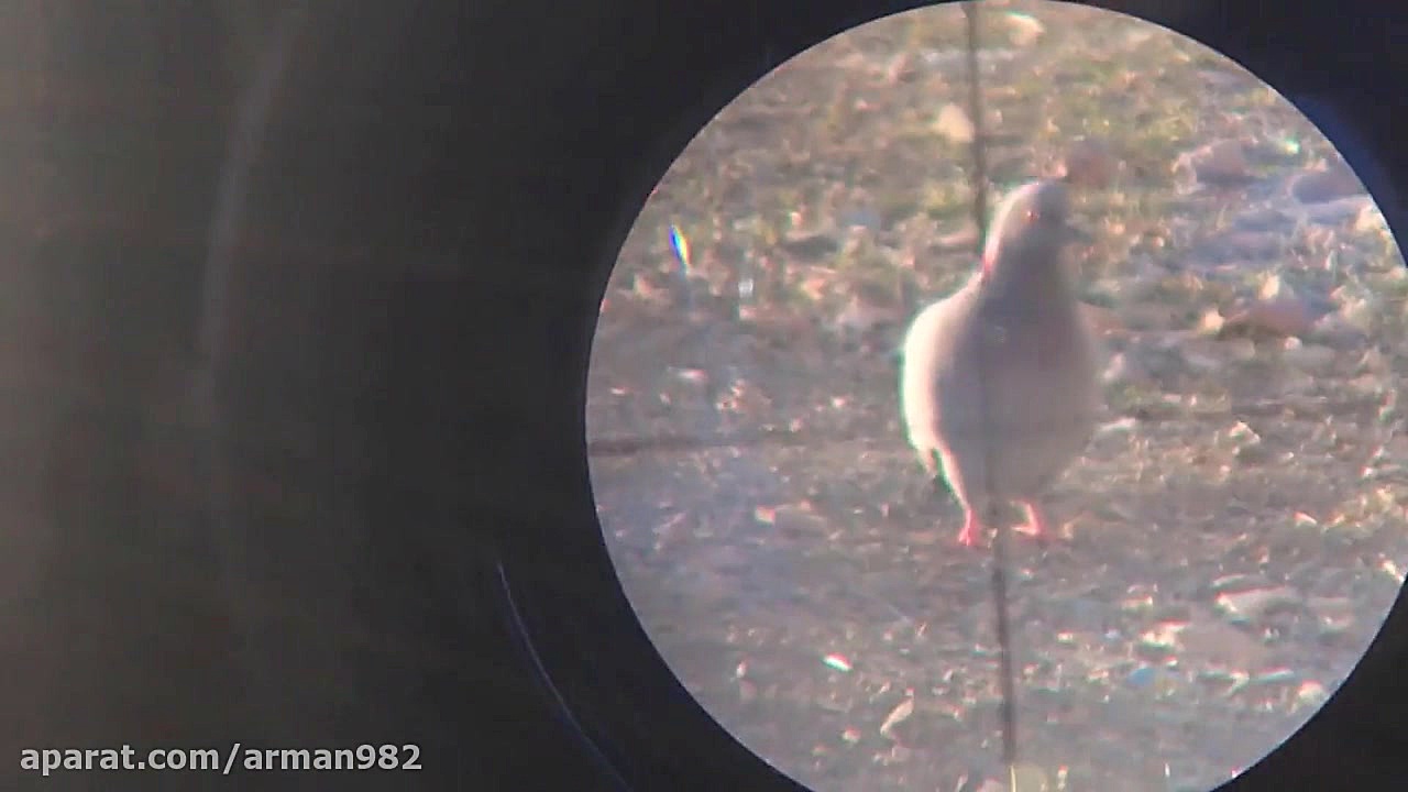 شکار از فاصله 40 متر