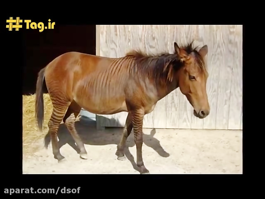 زورس و زانکی؛ حاصل جفتگیری گور...