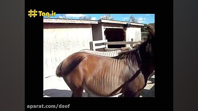 زورس و زانکی؛ حاصل جفتگیری گور...