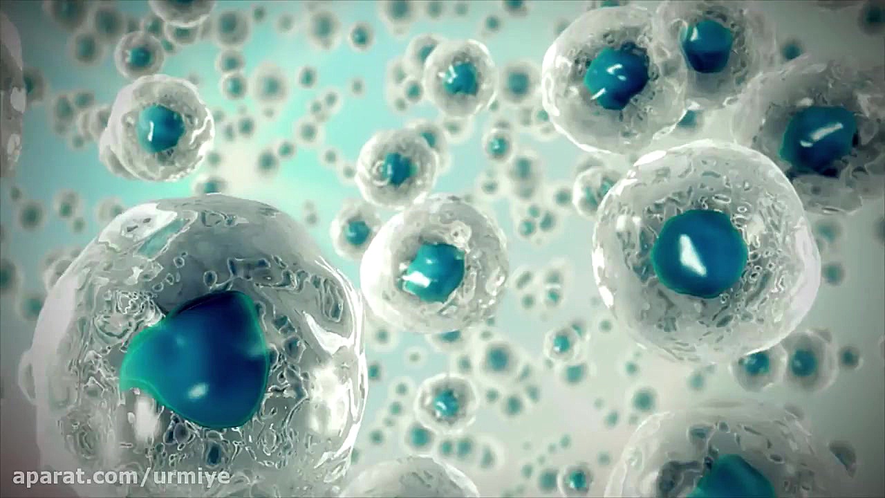 Cell Culture and Expansion