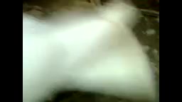 جفت گیری کبوتر طوقی با دست .