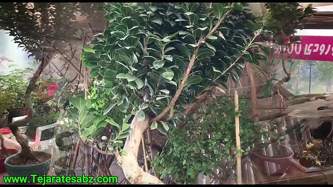 گیاهان بونسای