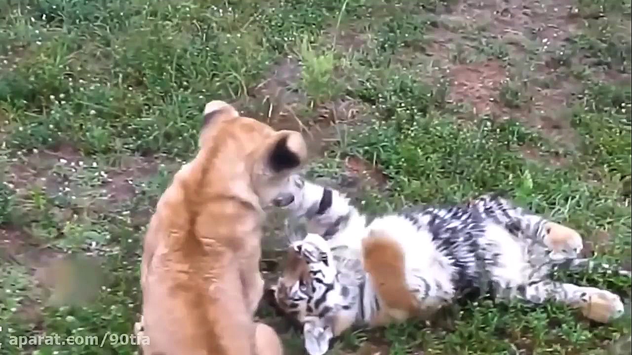 فیلم های واقعی از دوستی های عج...