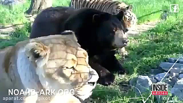 فیلم جالبی از دوستی شیر،خرس و...