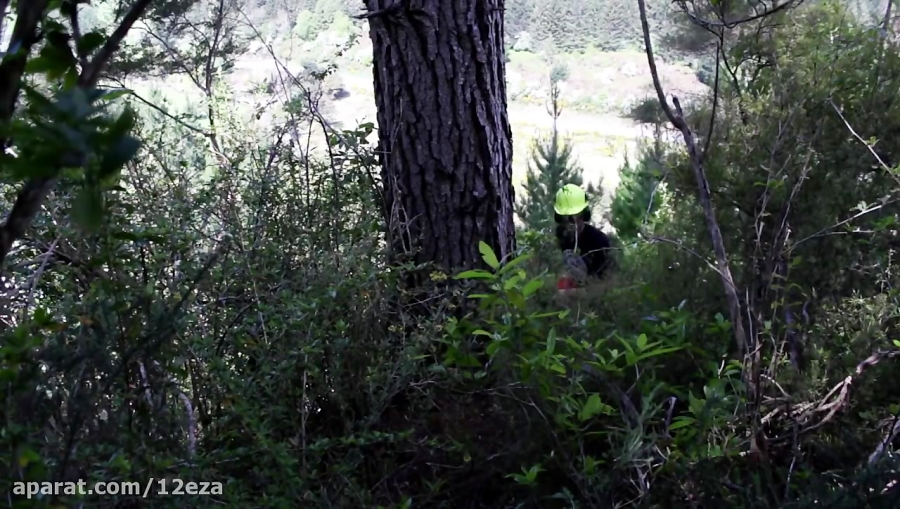 Felling a big pine tree milling slabs with a portable Chainsaw Mill