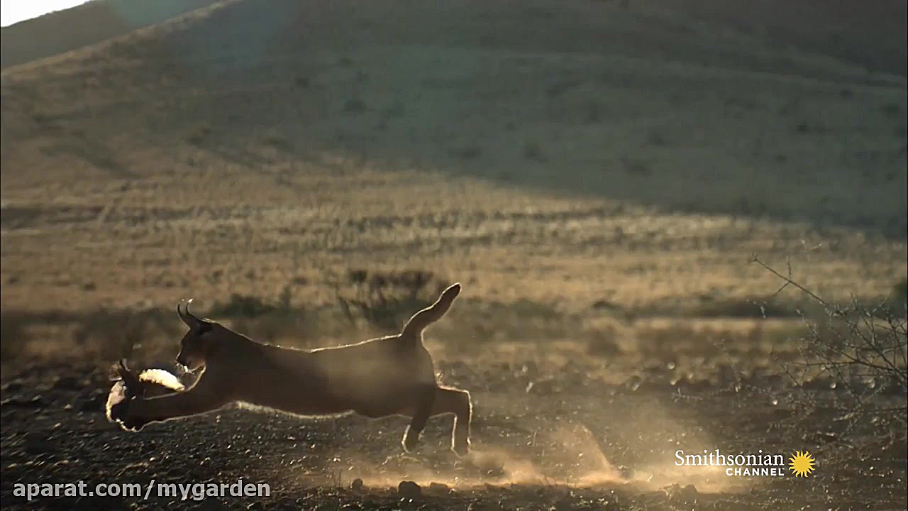 گربه وحشی در شکار پرنده