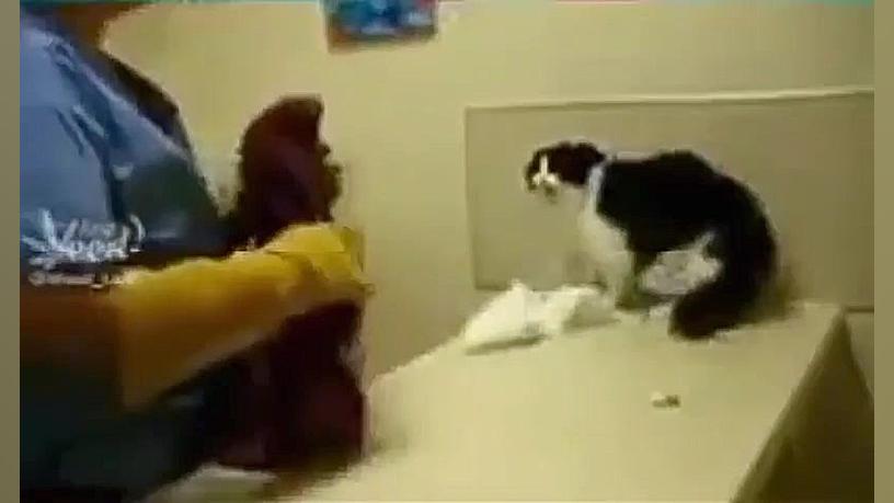 وحشت عجیب گربه از آمپول ؛ تنها...