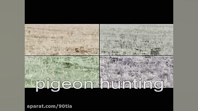 شکار کبوتر در ایران