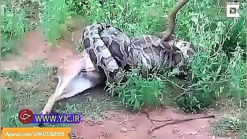 حادثه عجیب خفه شدن مار پیتون غ...