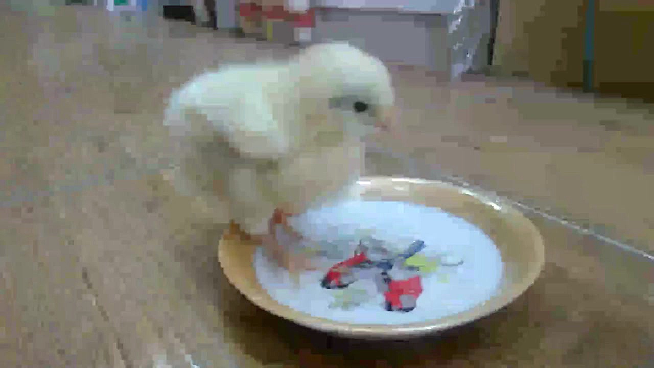 آب خوردن جوجه ماشینی ( کلیپ رح...