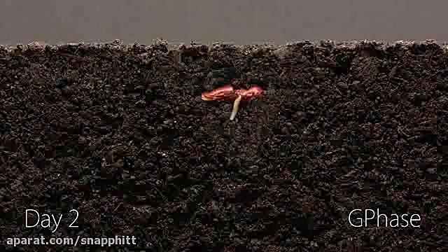 تایم لپس بسیار جالب از رشد یک...