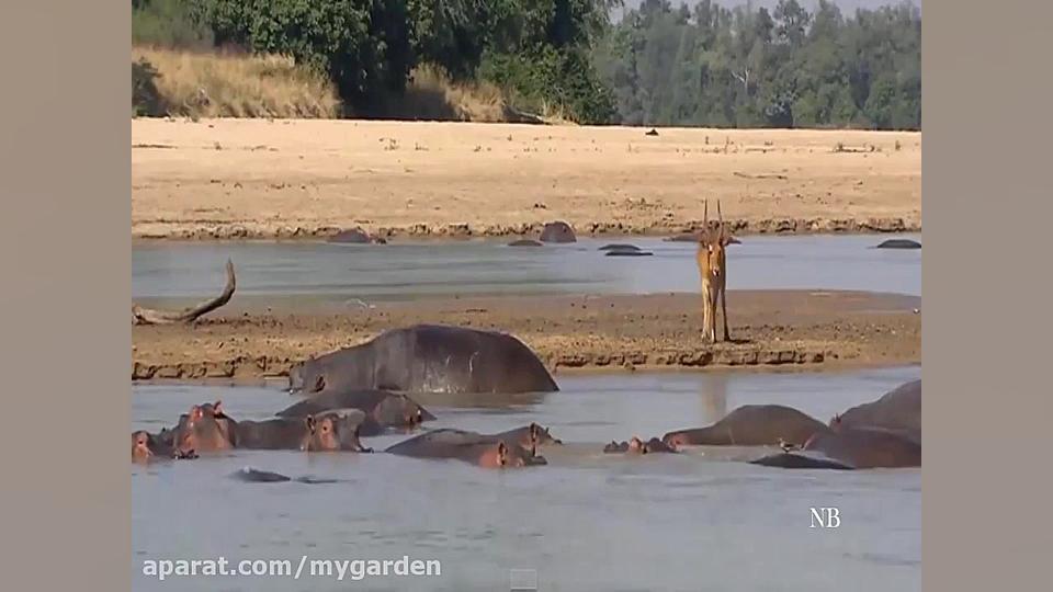 به این میگن فرار بزرگ