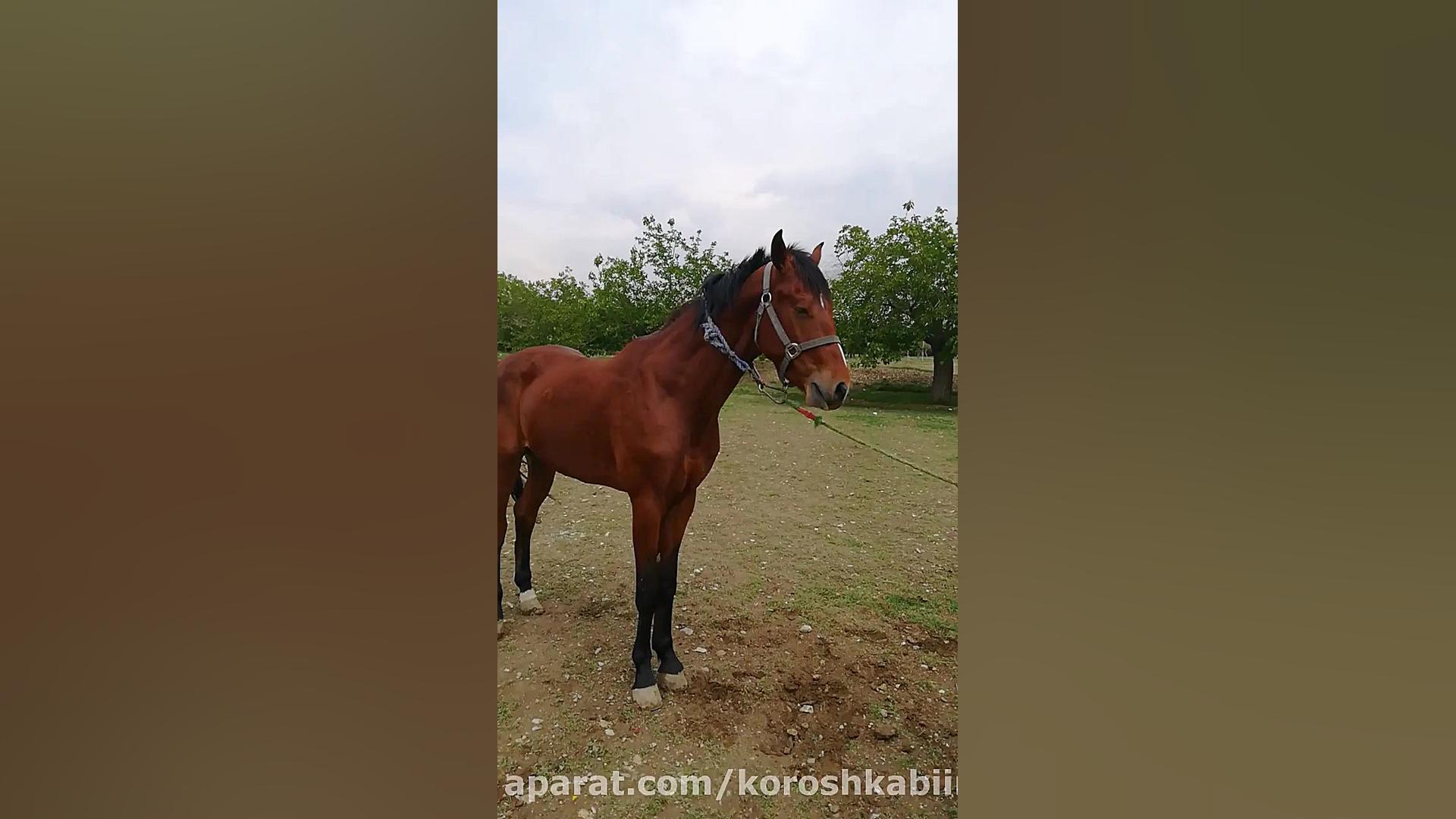 اولین جلسه آموزش و تربیت اسب ت...