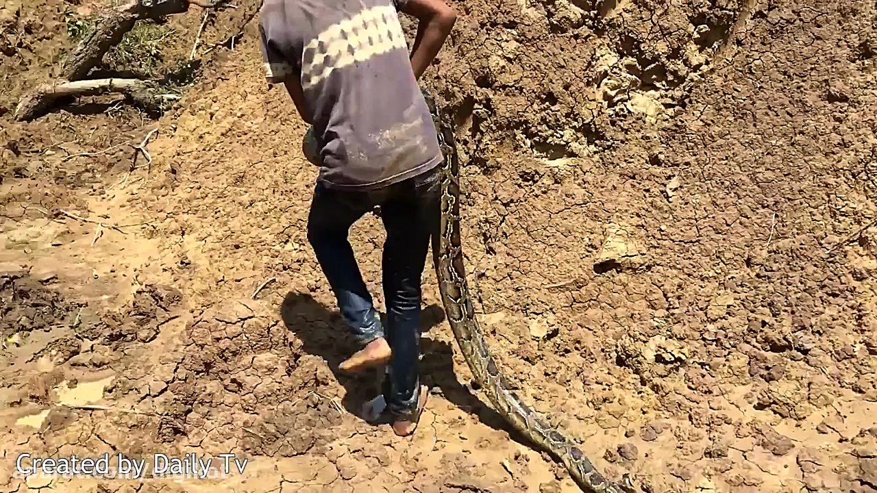 شکار مار پیتون توسط کودکان