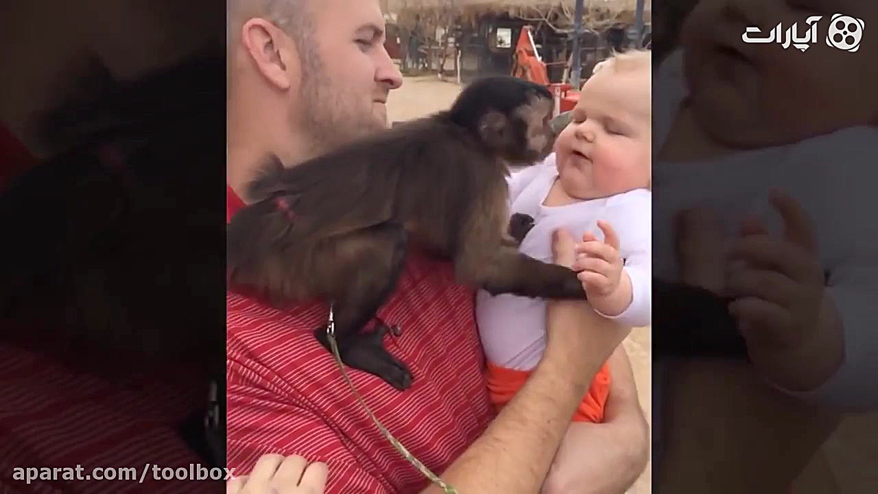 فانی بچه ها و میمون ها