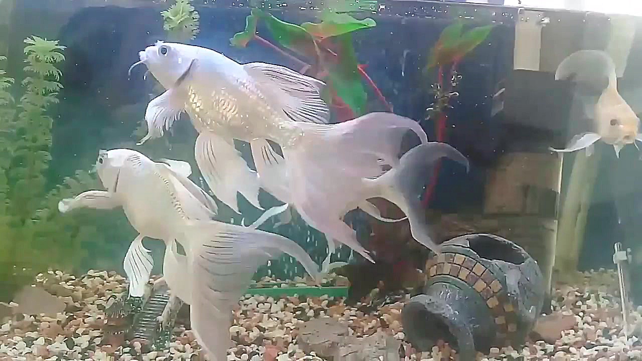 کوی های عروس عروس هرکی طالب پی...