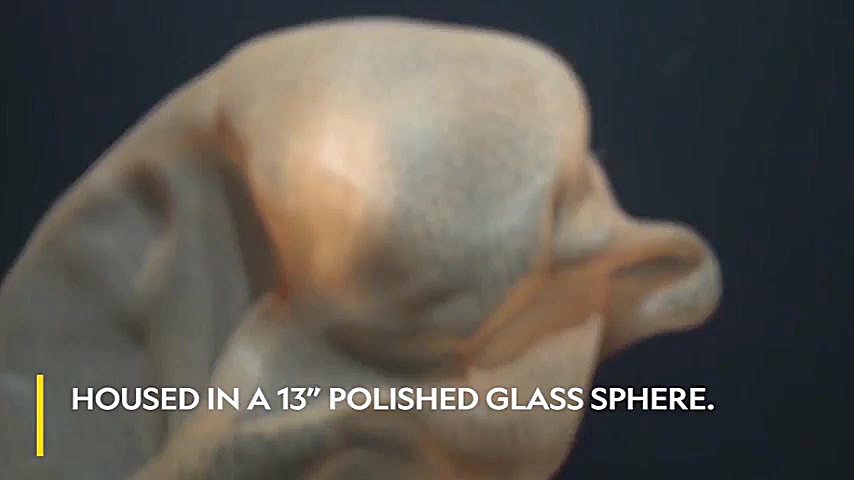 ماهی ژله ای در اعماق پر رمز و...