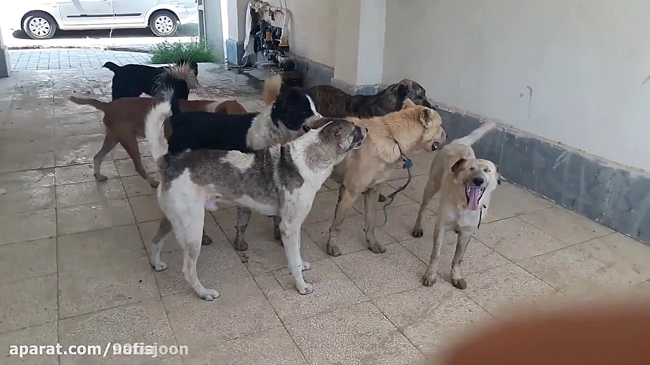 دعوای جالب سگ های گله برای جفت...