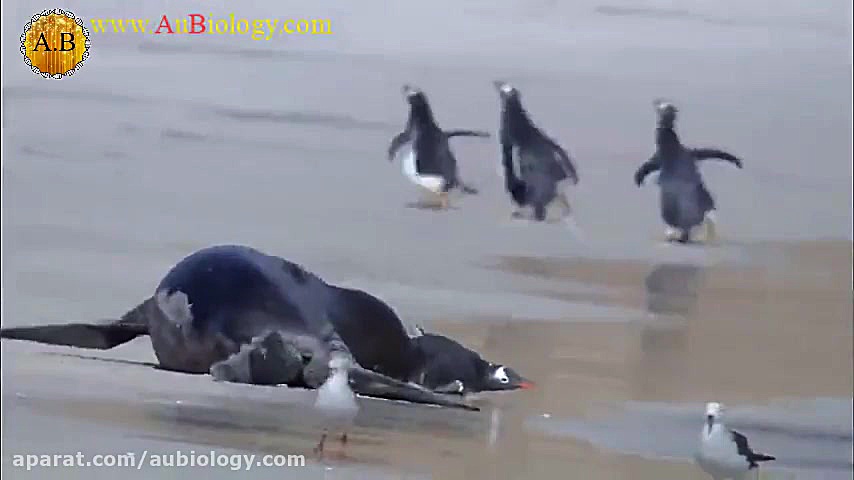 شکار پنگوئن توسط شیر دریایی