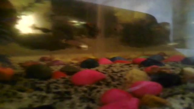 جفتگیری ماهی های کوپی