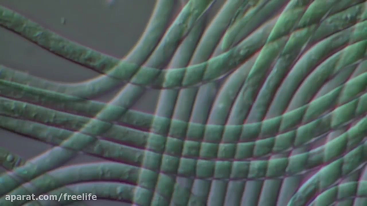 دنیای نادیدنی و زیبای میکروب ه...