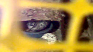 گرفتن کبوتر یاقی