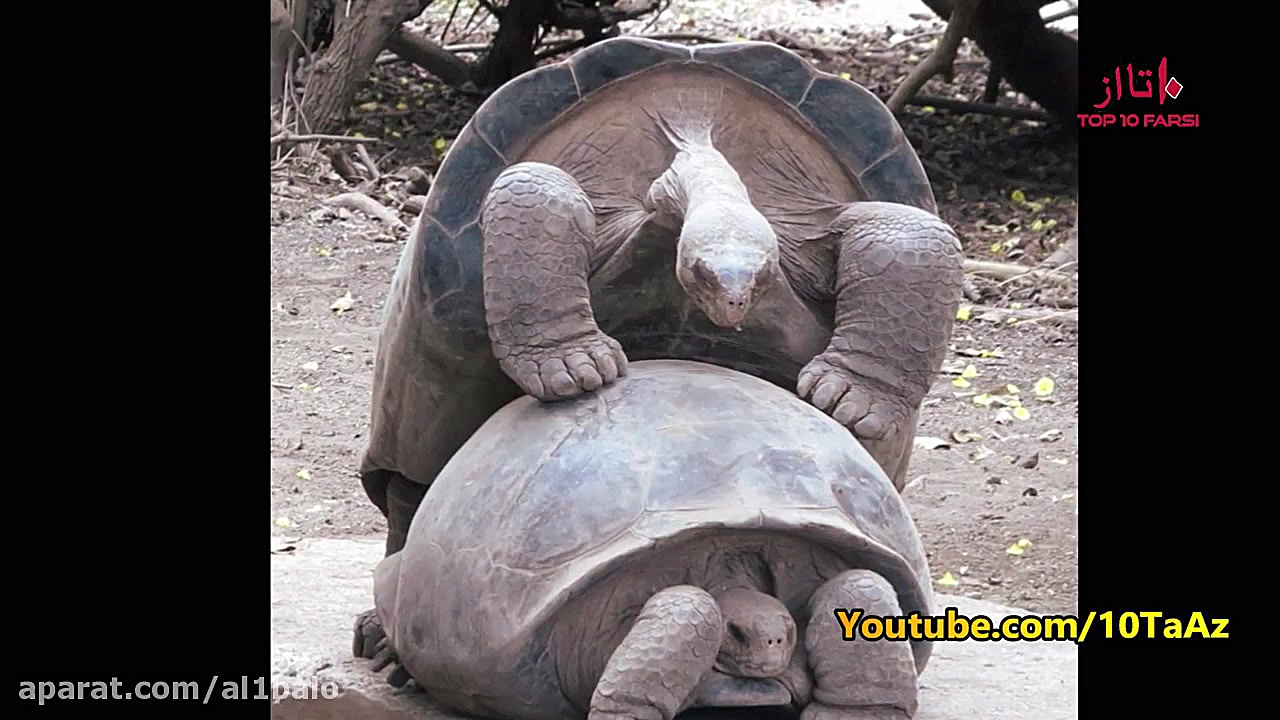 ۱۵ عادت عجیب و غریب جفت گیری د...