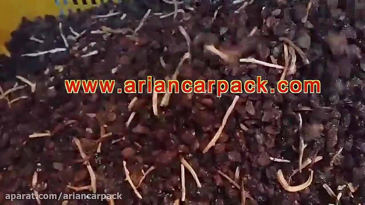 سورتینگ کشمش آفتابی (پلویی)  آ...