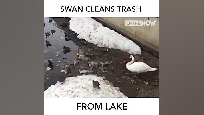 قوهای دوستدار طبیعت و محیط زیس...