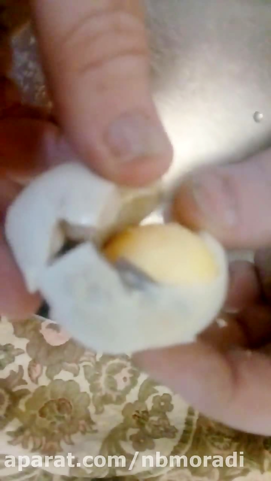 تخم مرغ تاریخ گذشته سر سفره اف...