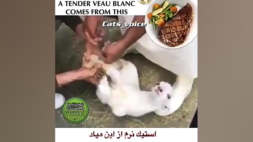 چطورى دلتون میاد....