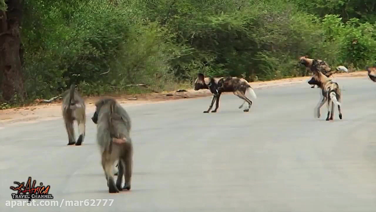 نبرد گروه میمون ها و سگ های وح...