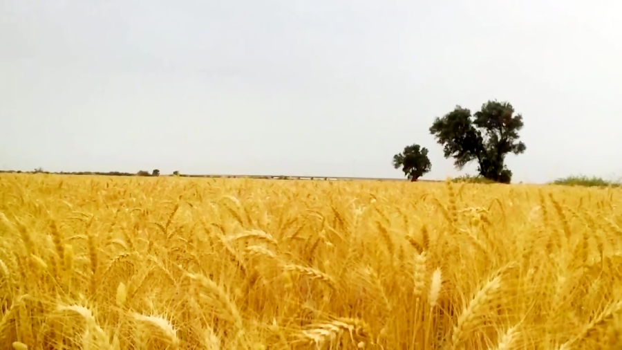 چاوشی کربلایی سردار نوشاد.. نواهای جنوبی.